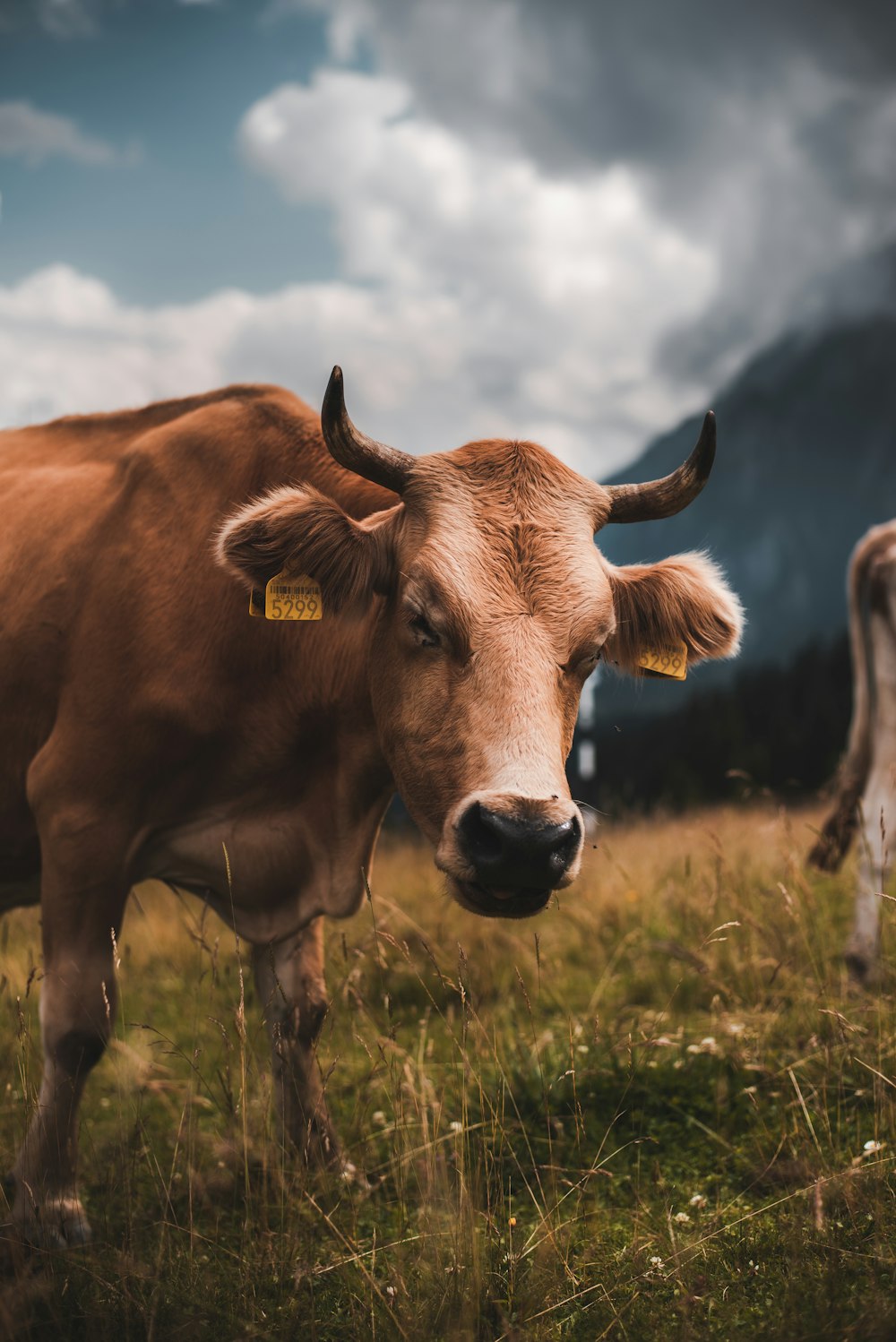 brown cow on green grass field during daytime