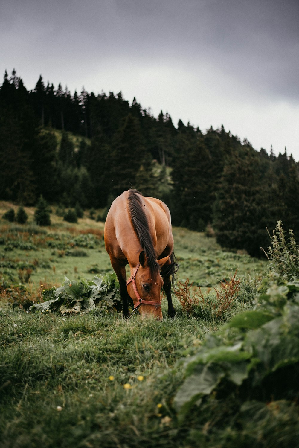 brown horse eating grass on green grass field during daytime