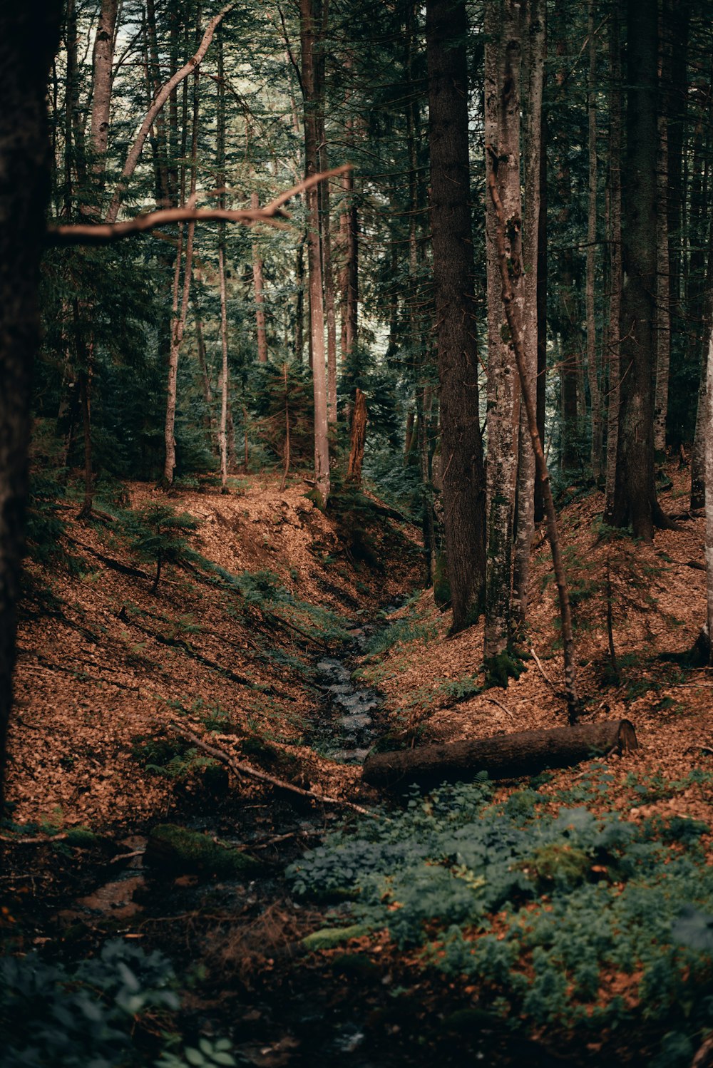 brown trees on brown soil