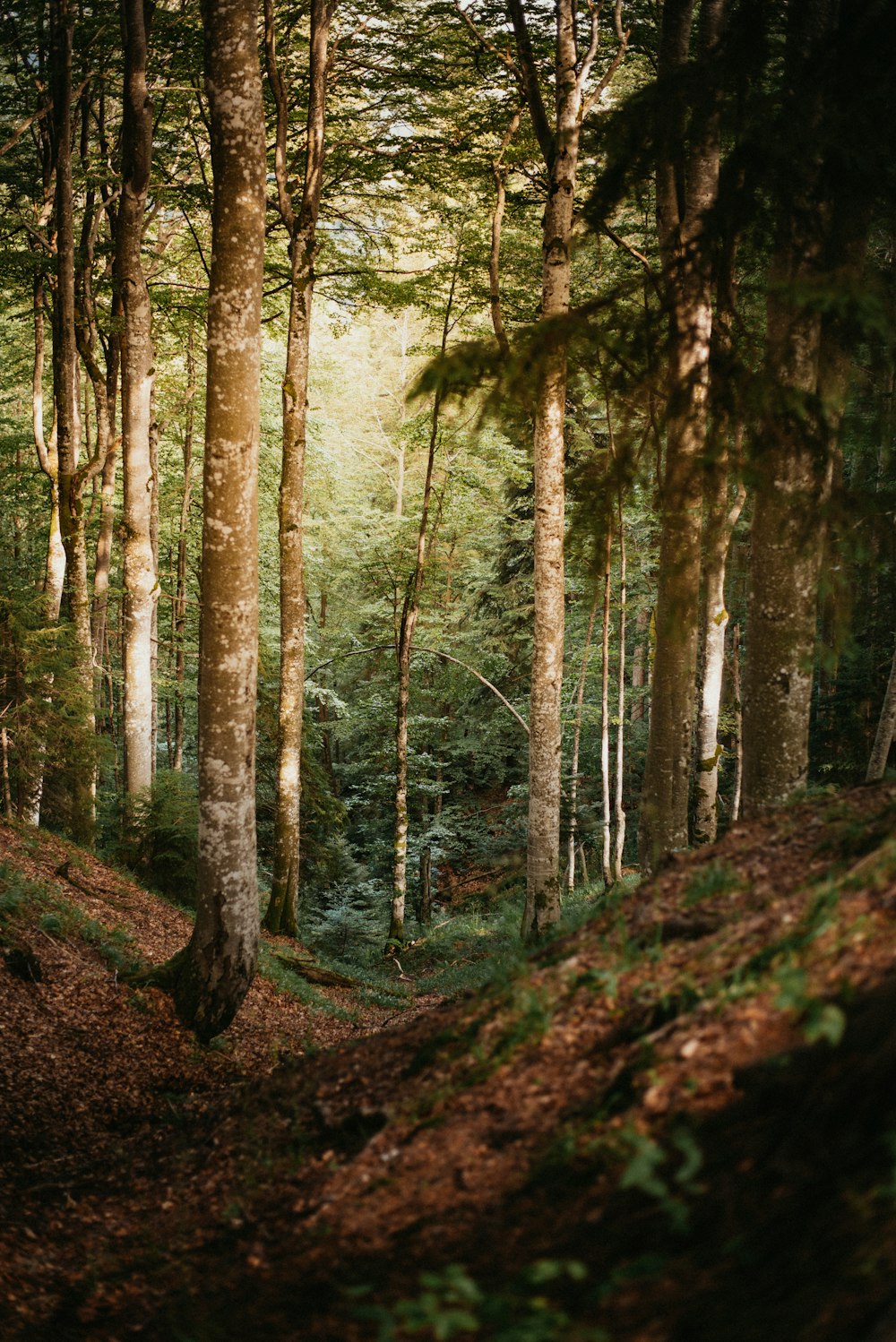 green trees on forest during daytime