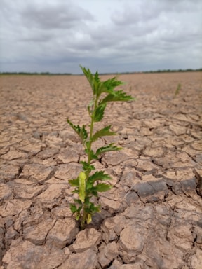 A small green plant emerges from a cracked, arid soil under an overcast sky. The landscape stretches into the distance with a barren and dry appearance, suggesting a struggle for survival.