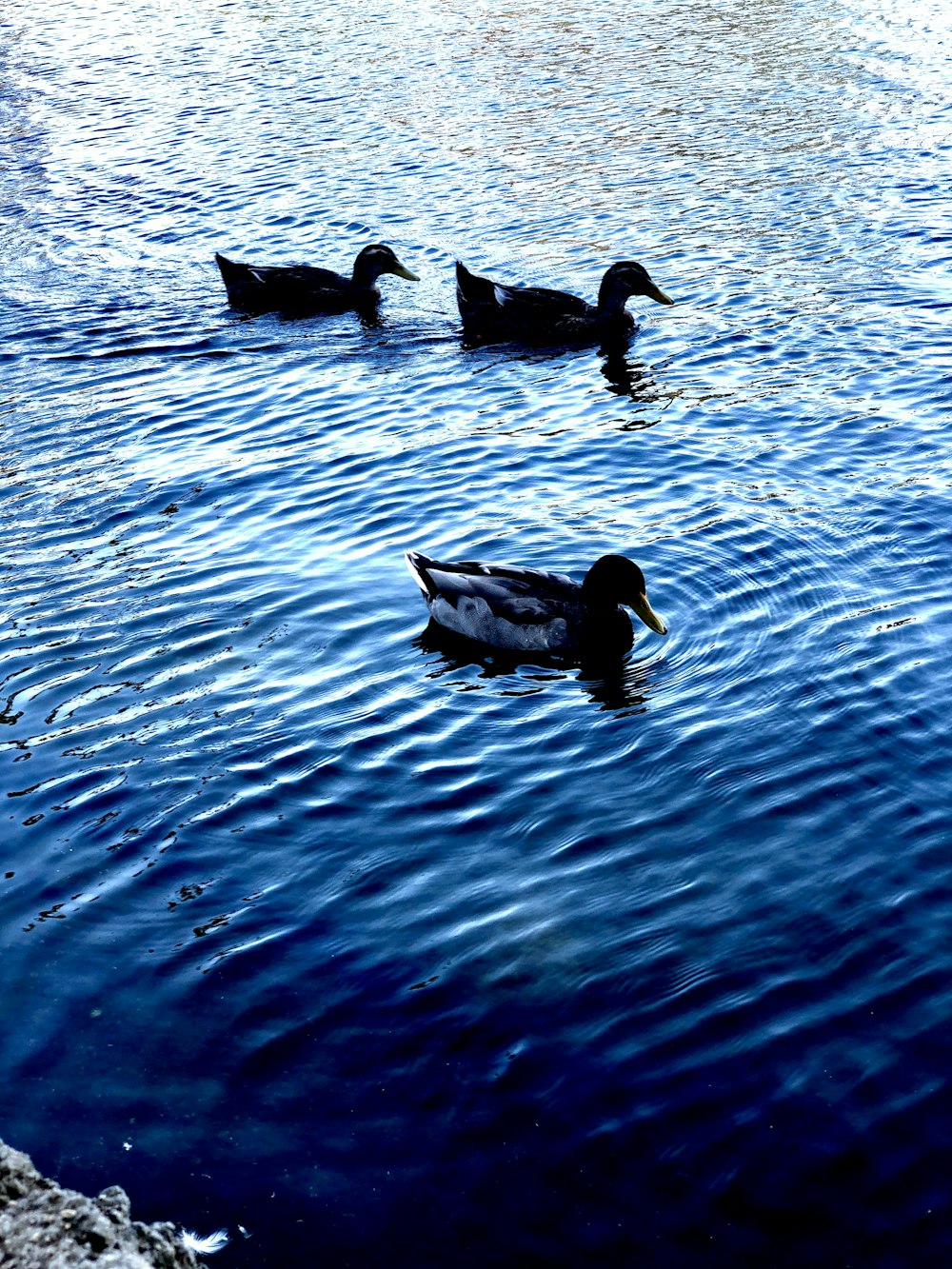 3 black duck on water during daytime