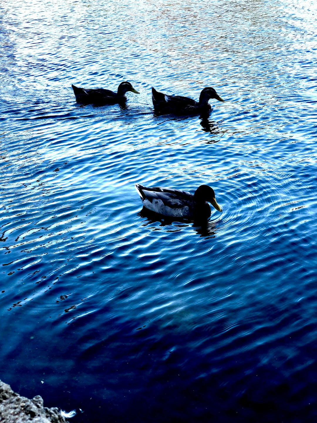 Lake photo spot Alondra Community Regional Park Beverly Hills