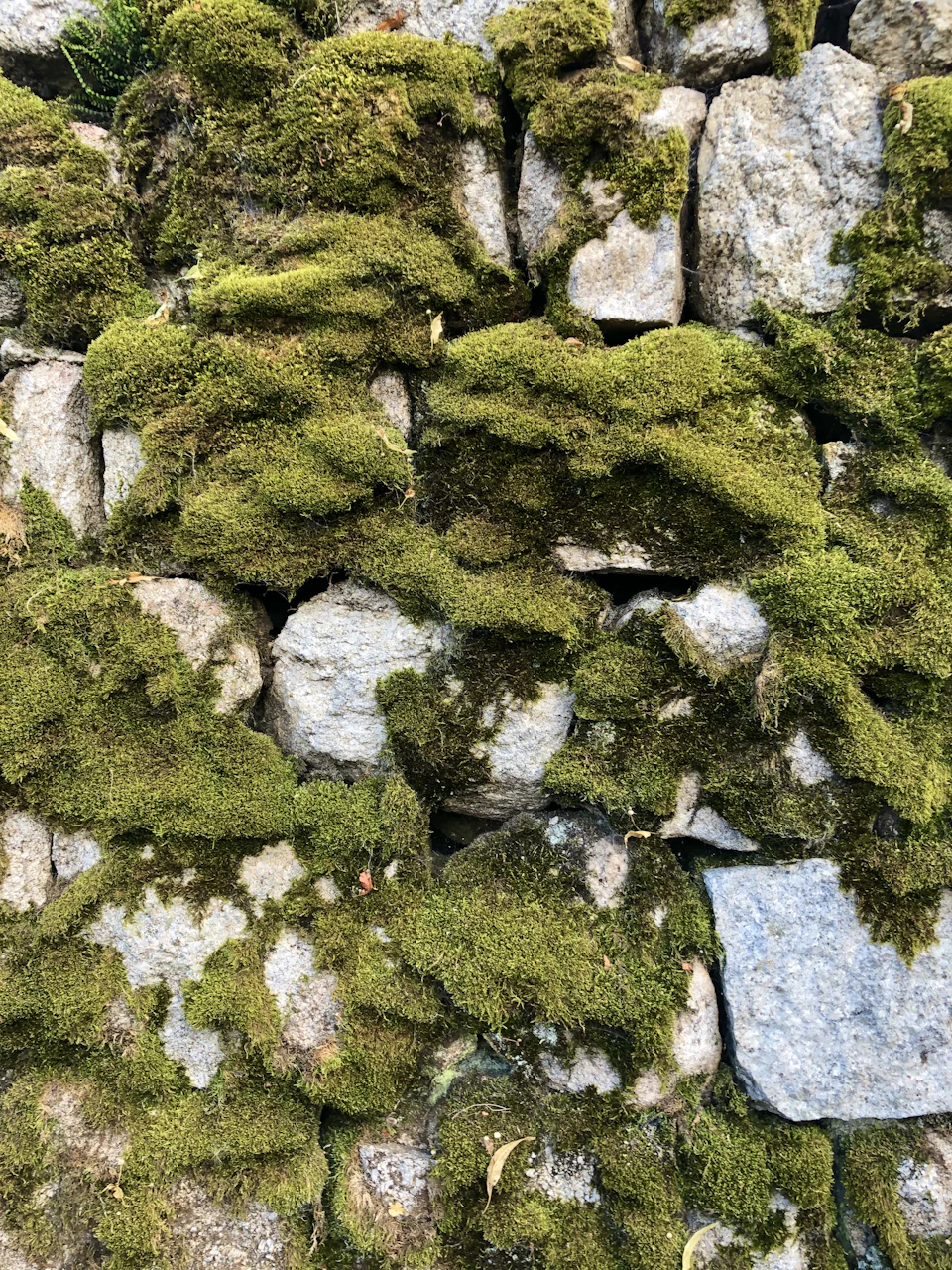 The image shows a close-up view of a stone wall covered in vibrant green moss and small rocks, creating an interesting contrast between the natural elements. The moss is growing on both sides of the wall, with some areas appearing more densely covered than others. The stones are arranged in a way that allows for a clear view of their individual shapes and textures, adding depth to the scene.