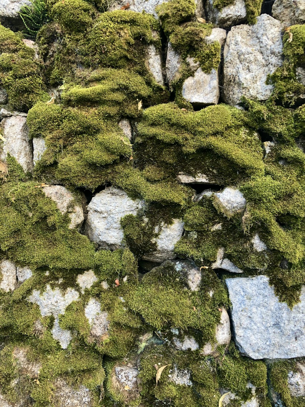 musgo verde sobre rocas grises