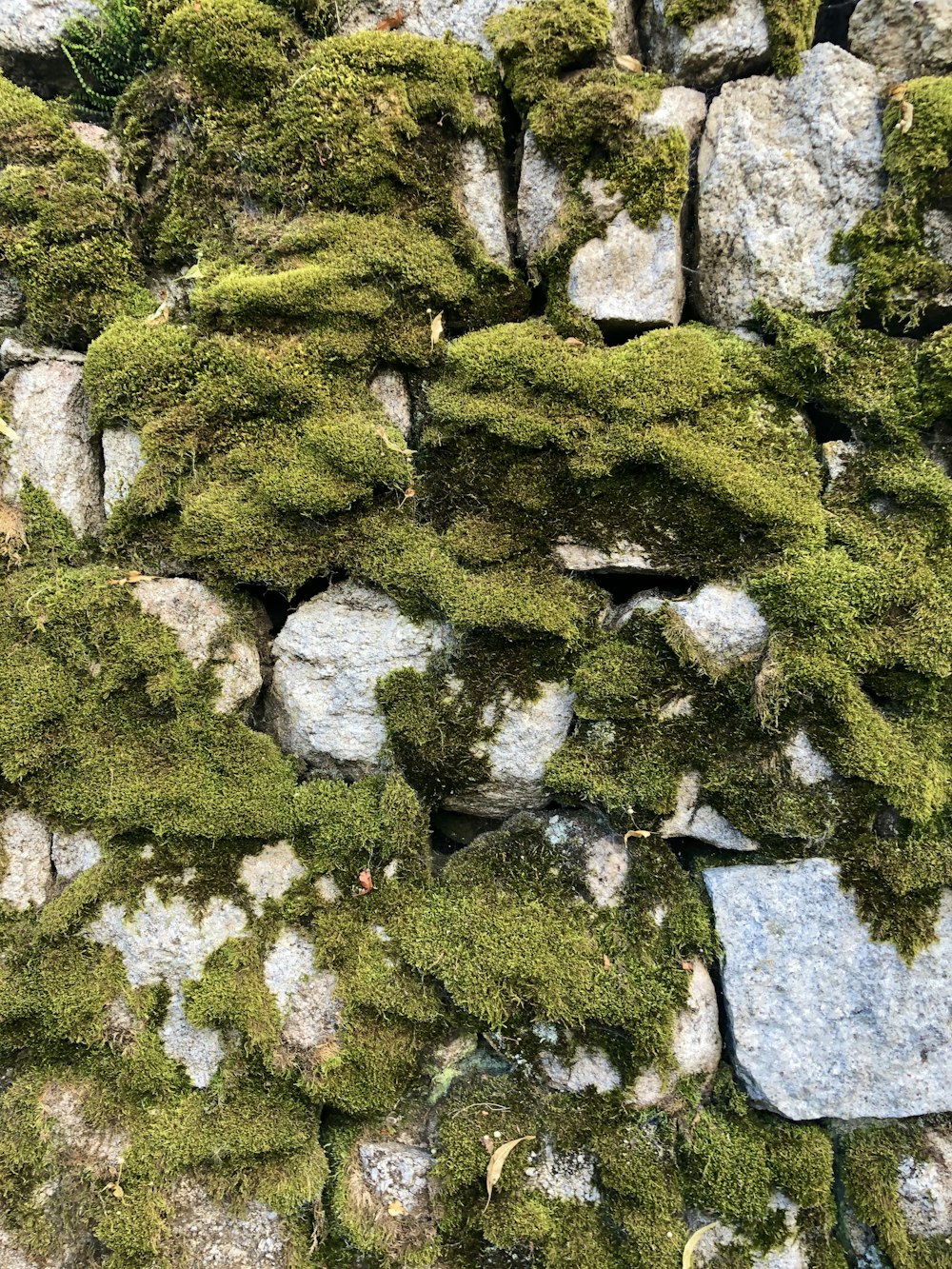 green moss on gray rocks