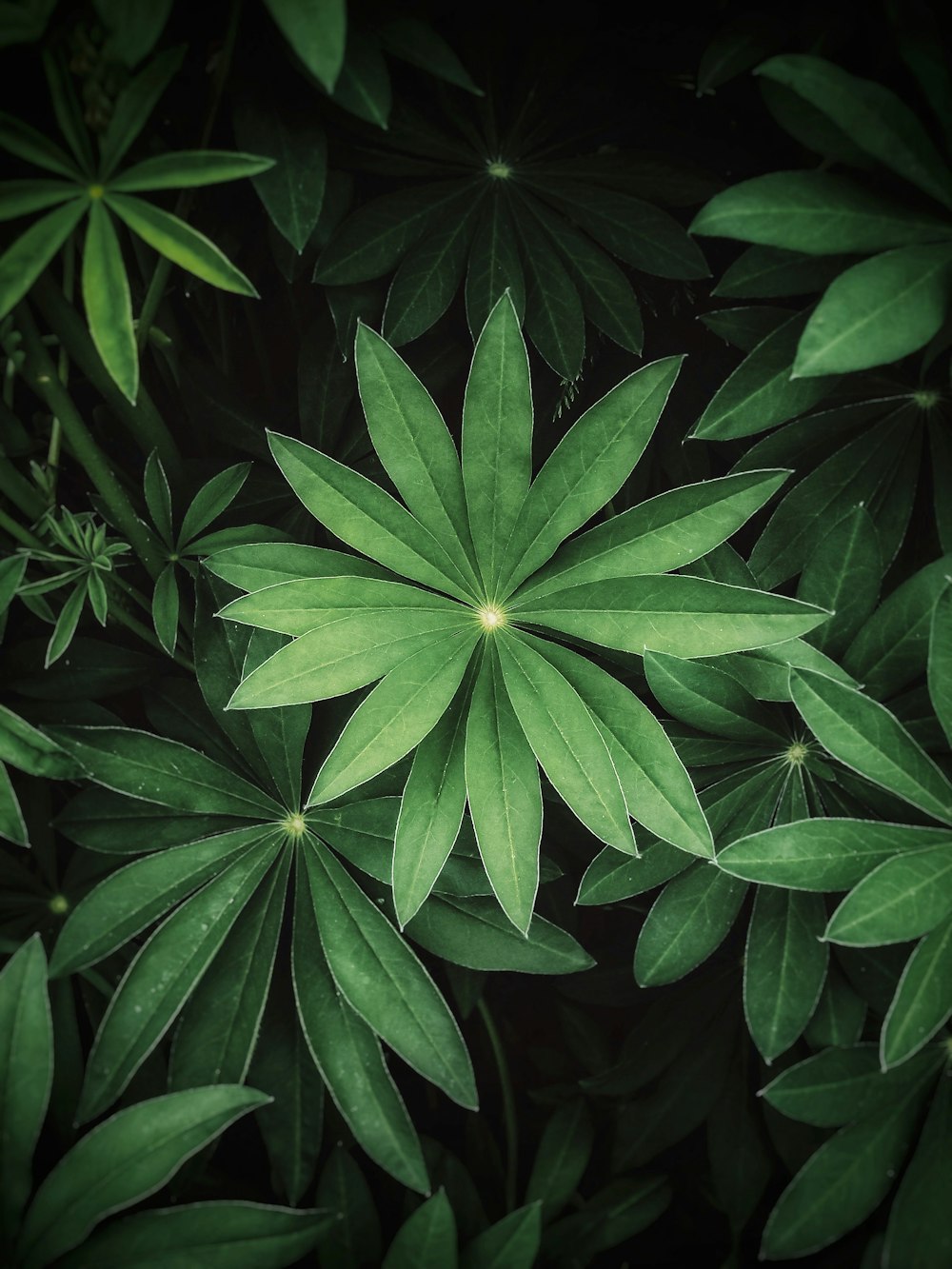 Planta verde en fotografía de primer plano