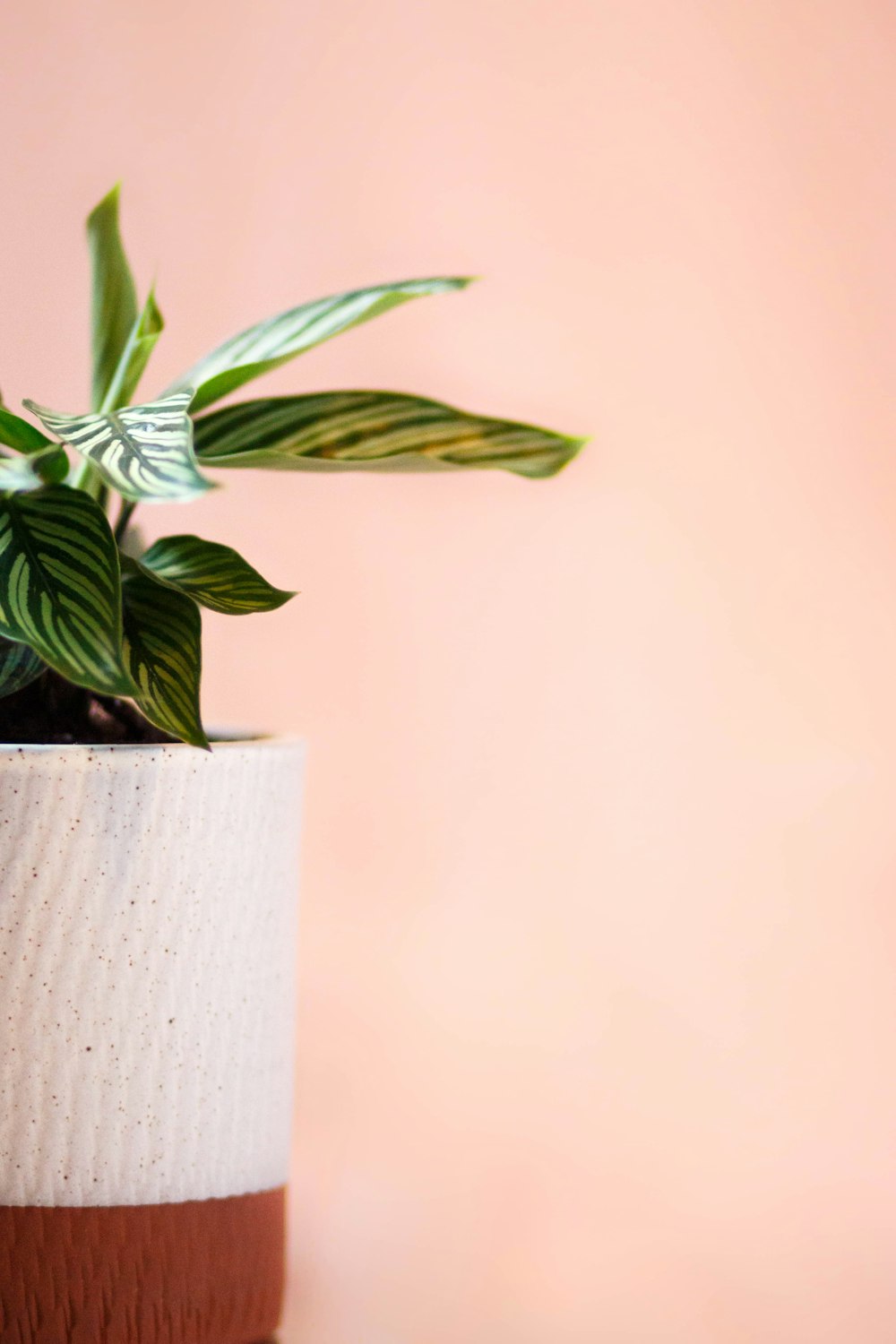 green plant on white ceramic pot