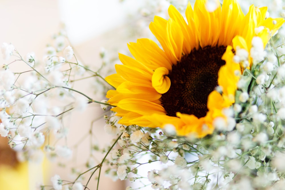 sunflower in tilt shift lens