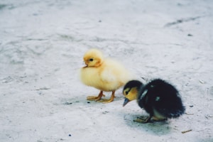 two yellow and black ducklings on snow covered ground