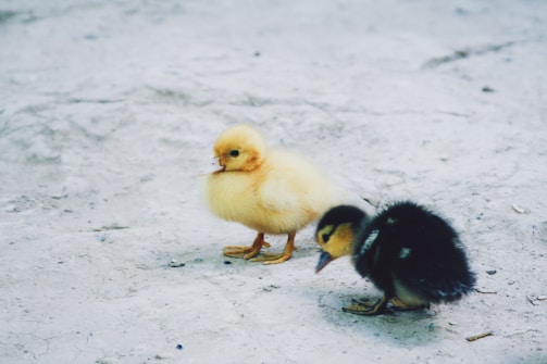 two yellow and black ducklings on snow covered ground