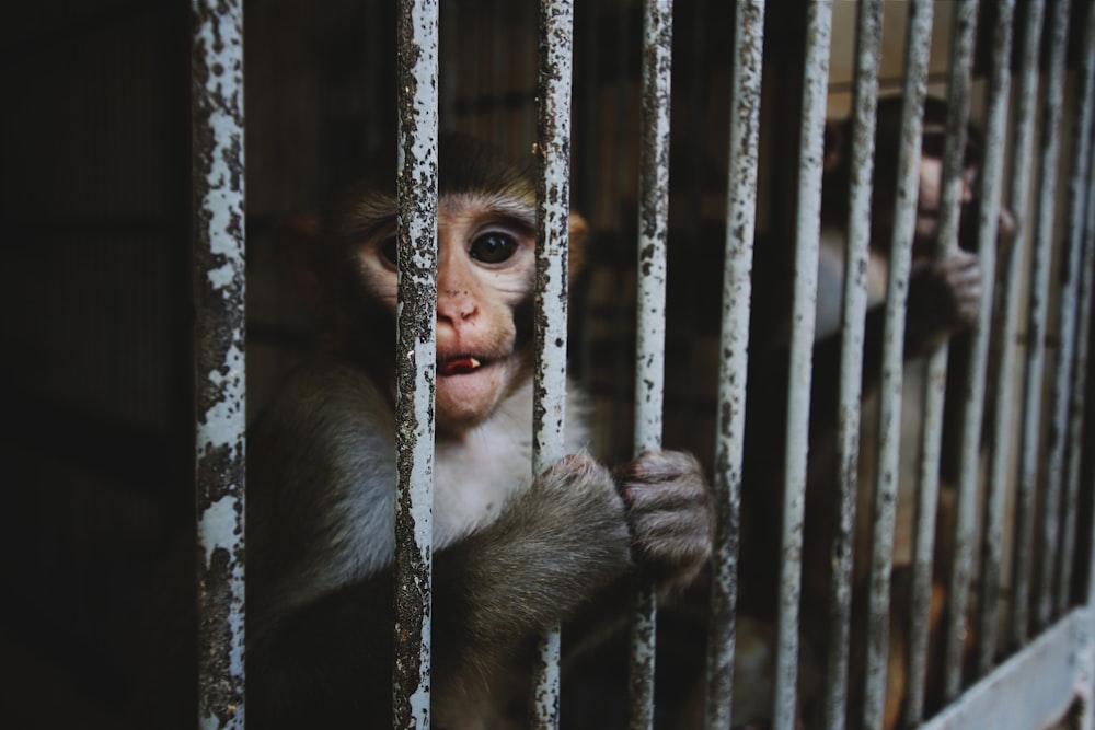 monkey in cage during daytime