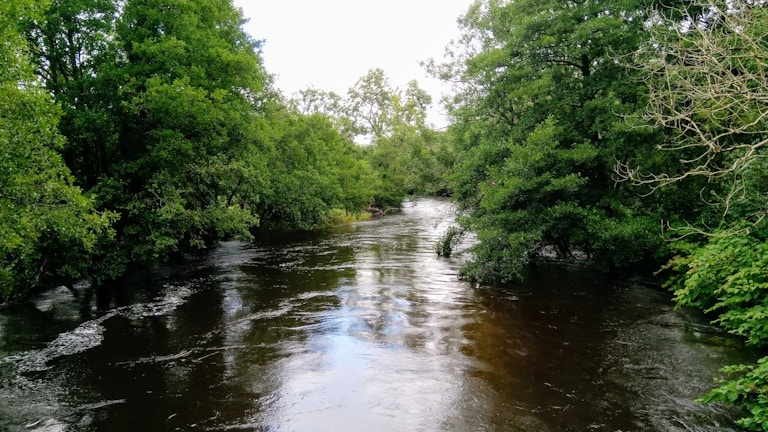 A serene river flowing through a lush green forest.