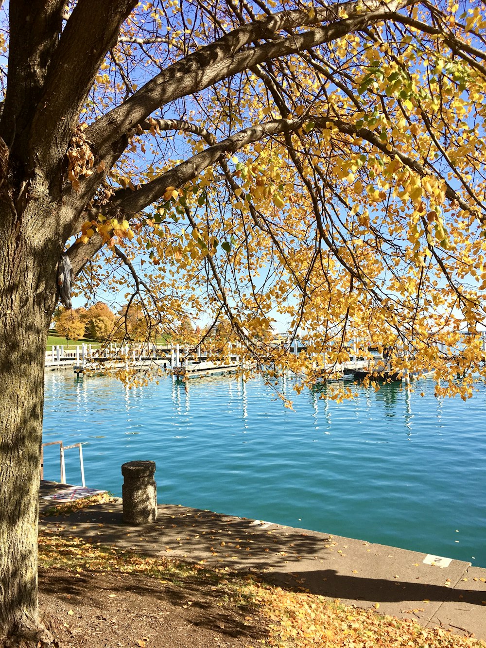 brown tree near body of water during daytime