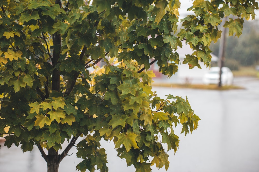 green and yellow leaves on tree branch