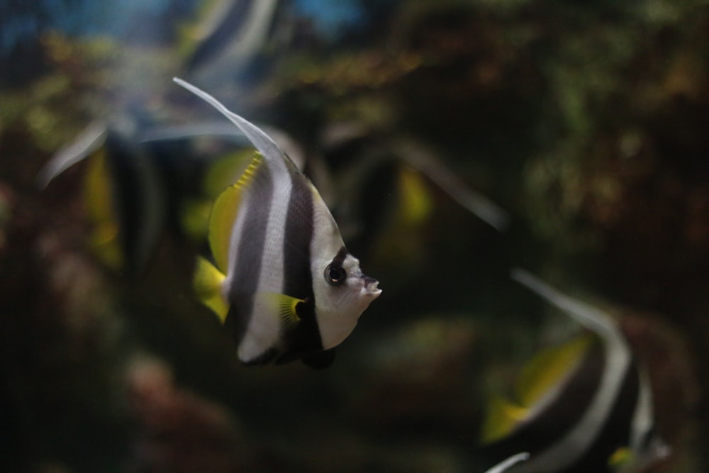 white and black fish in close up photography