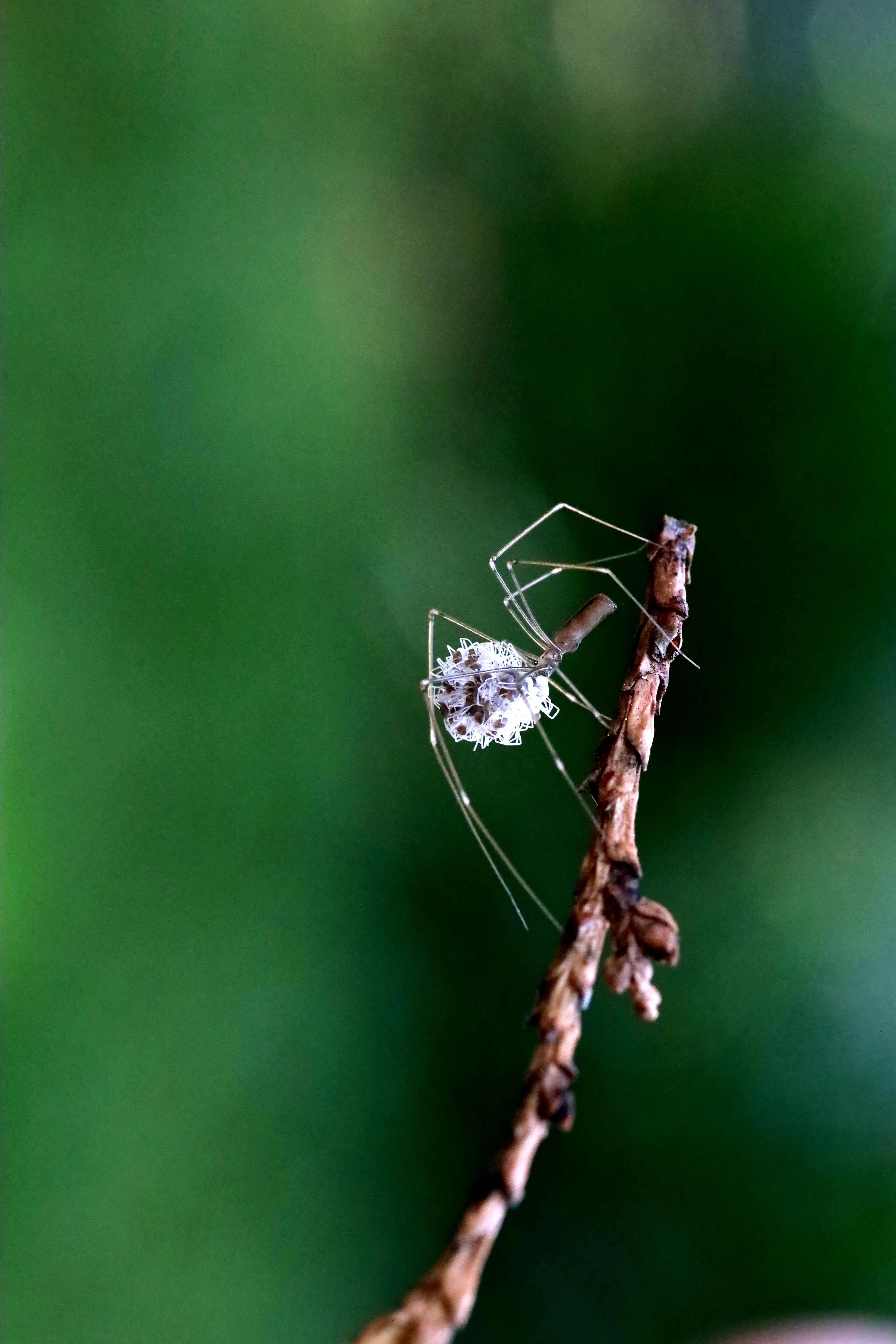 araignée brune sur tige brune dans une lentille à bascule
