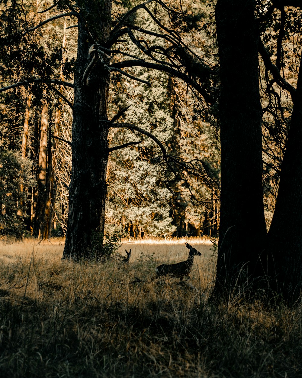 brown and white deer on brown grass field during daytime