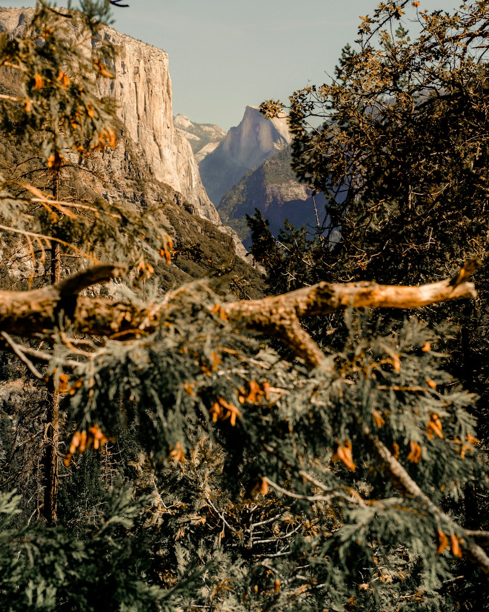 brown tree trunk with green leaves