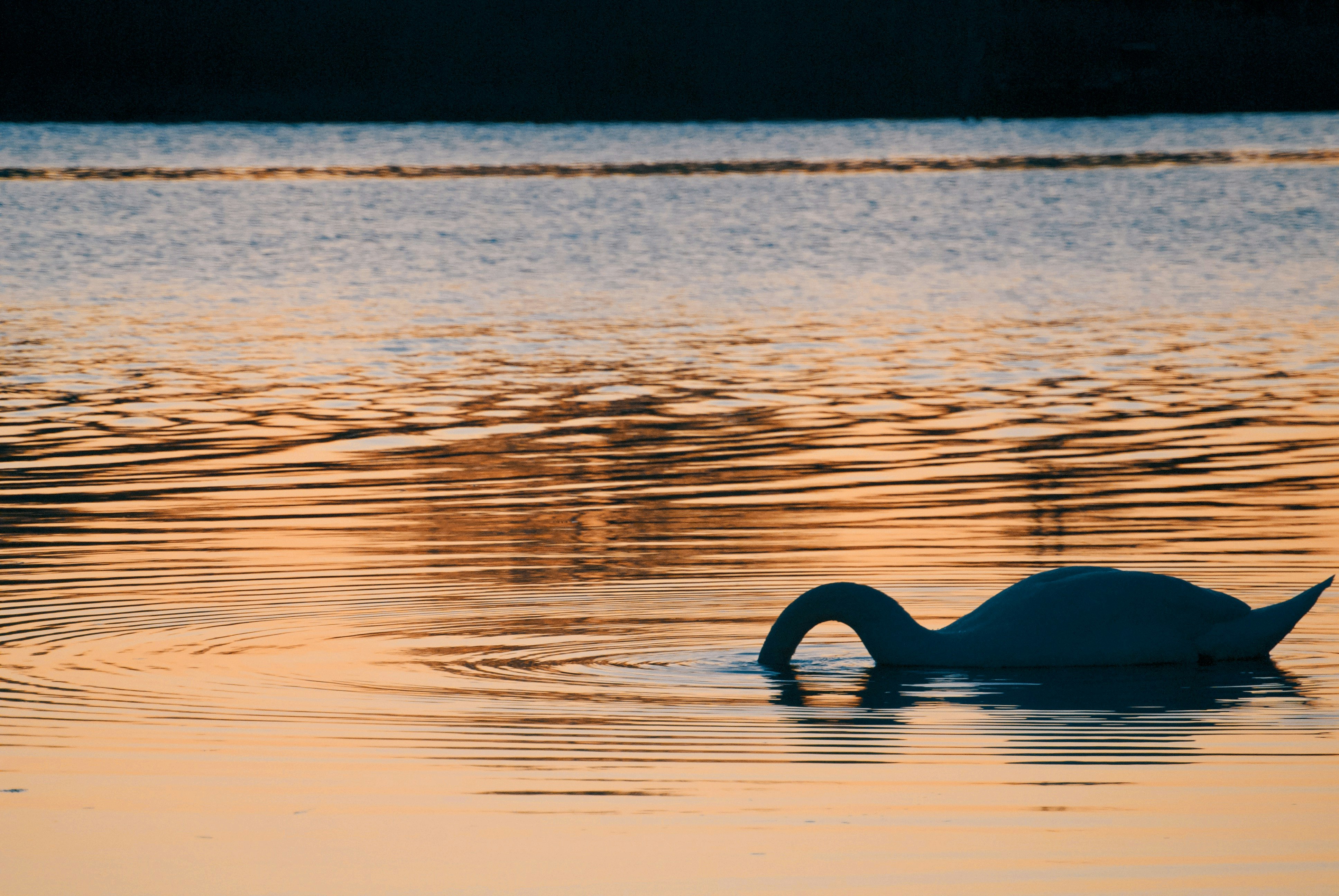silhouette of swan on water during sunset