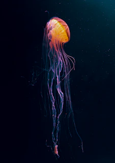 orange jellyfish in water during daytime