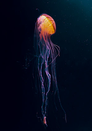 orange jellyfish in water during daytime