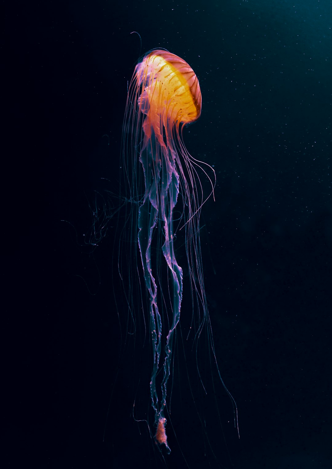 jellyfish