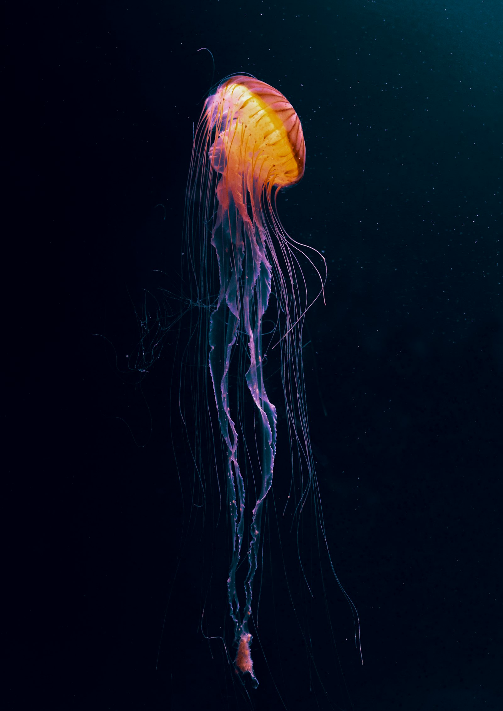 Sony a6000 + Sigma 30mm F2.8 EX DN sample photo. Orange jellyfish in water photography