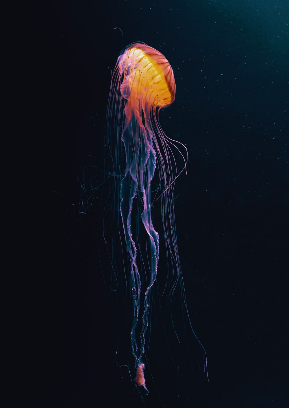 orange jellyfish in water during daytime