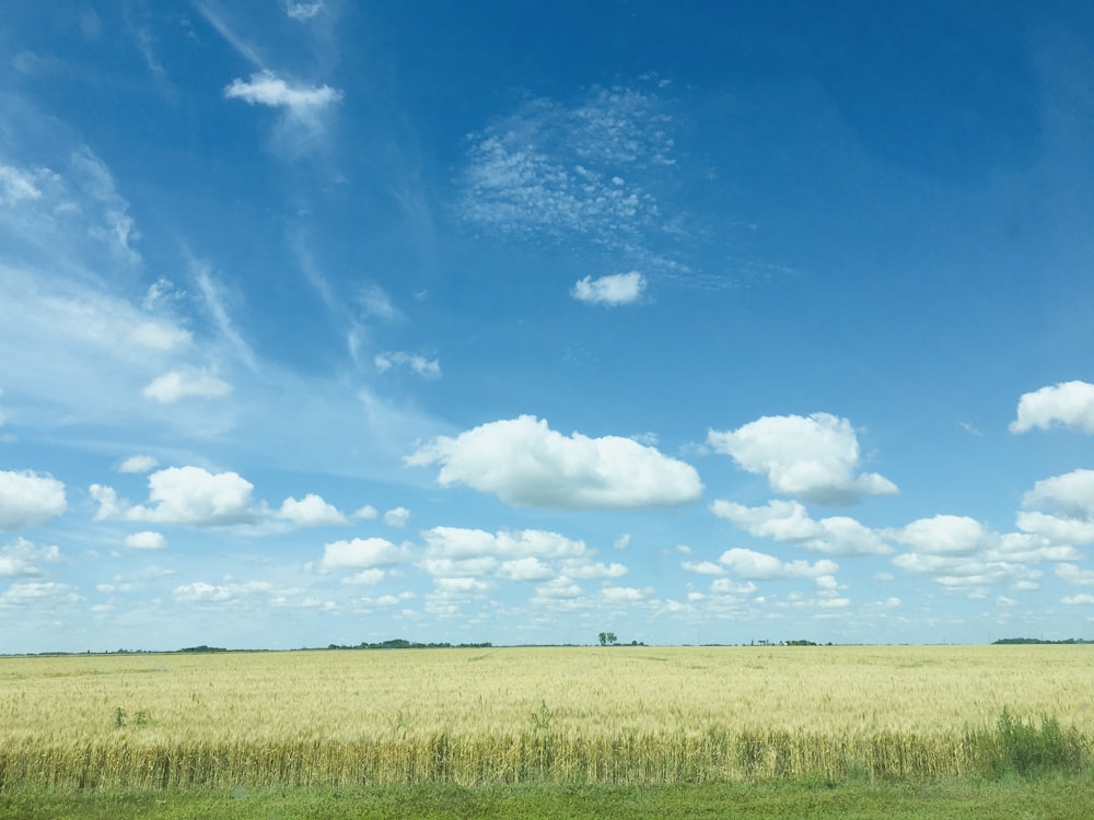 campo de grama verde sob céu azul e nuvens brancas durante o dia