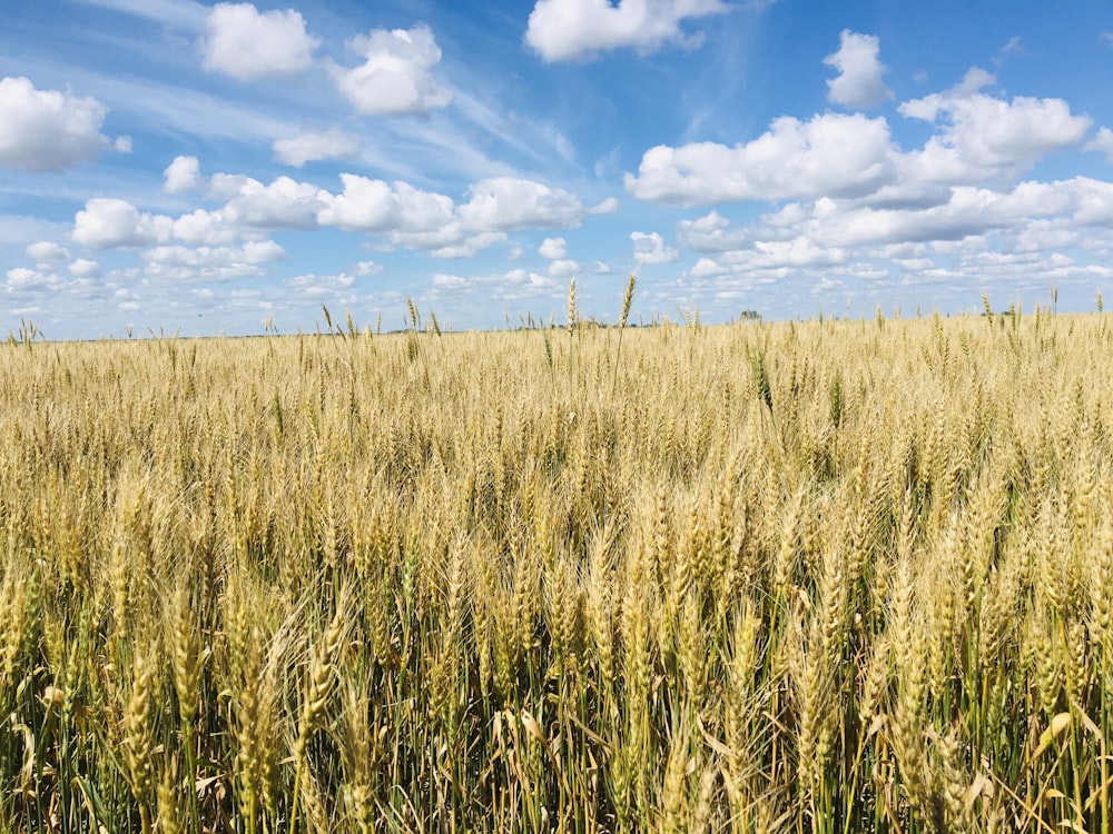 brown grass field under blue sky and white clouds during daytime