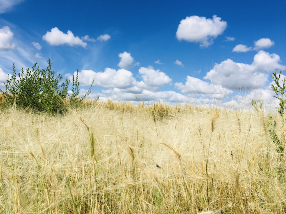 brown grass field under blue sky and white clouds during daytime