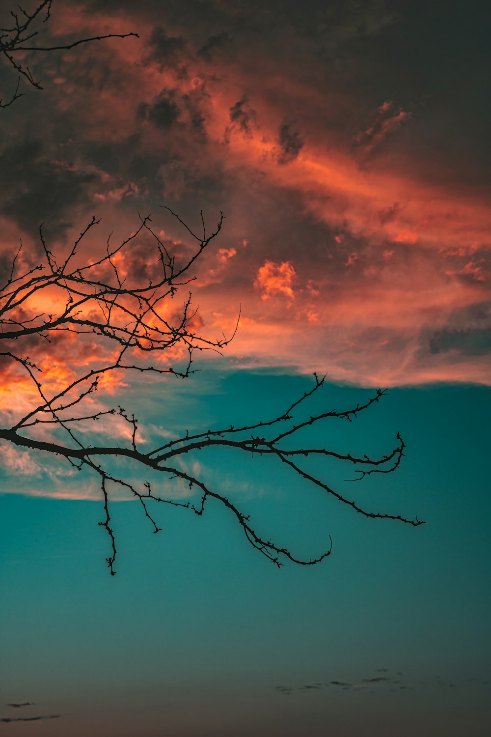 leafless tree under orange and blue sky