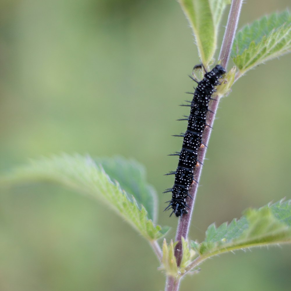 green caterpillar on green stem