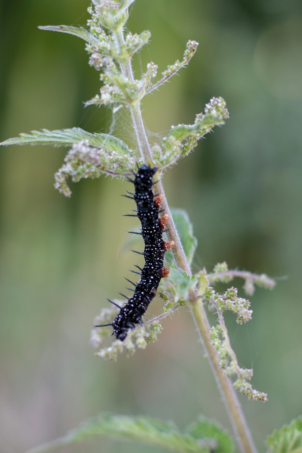black and brown caterpillar on green plant