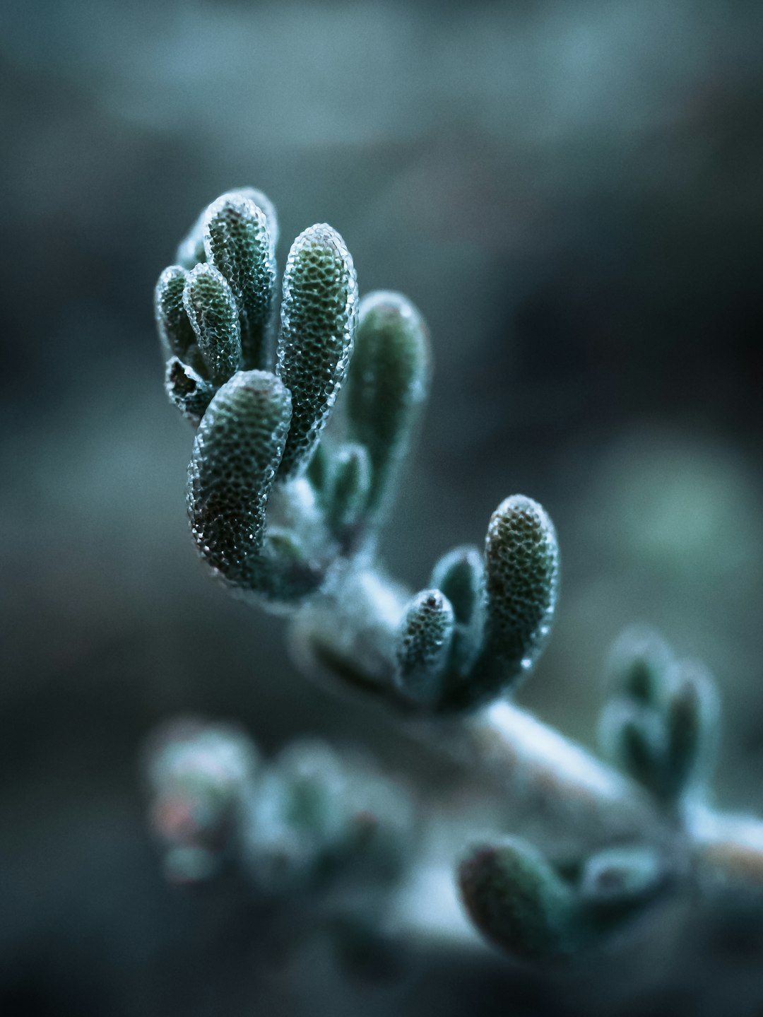 green cactus plant in close up photography