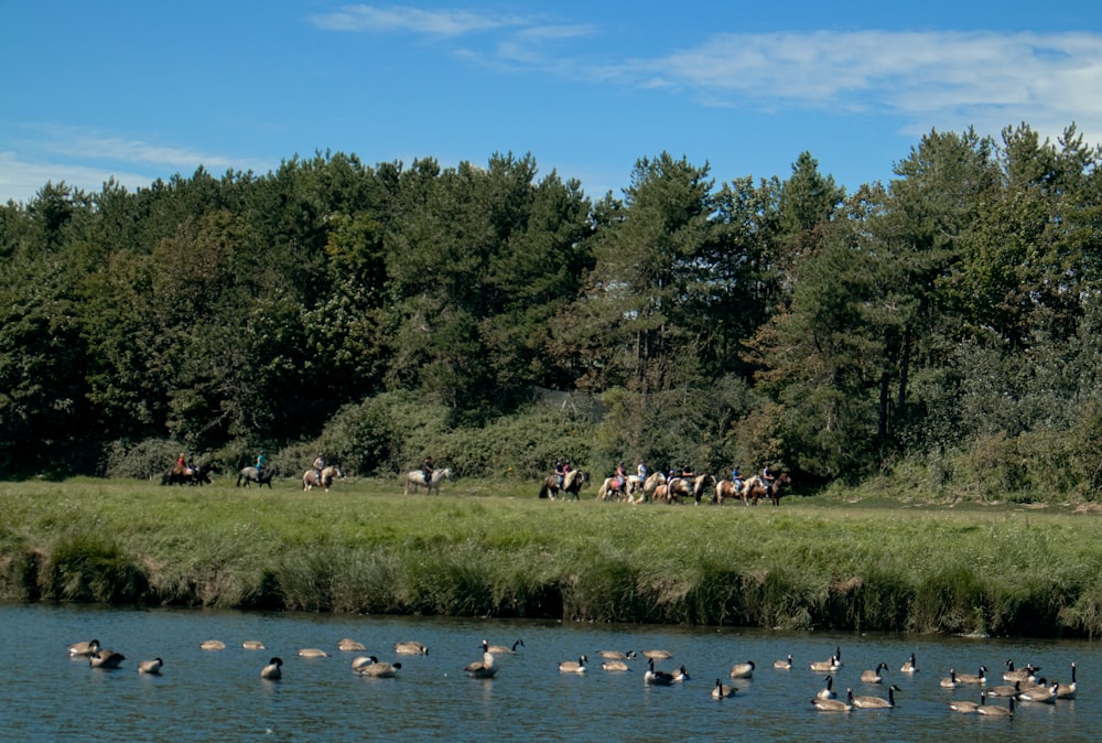 flock of birds on water during daytime