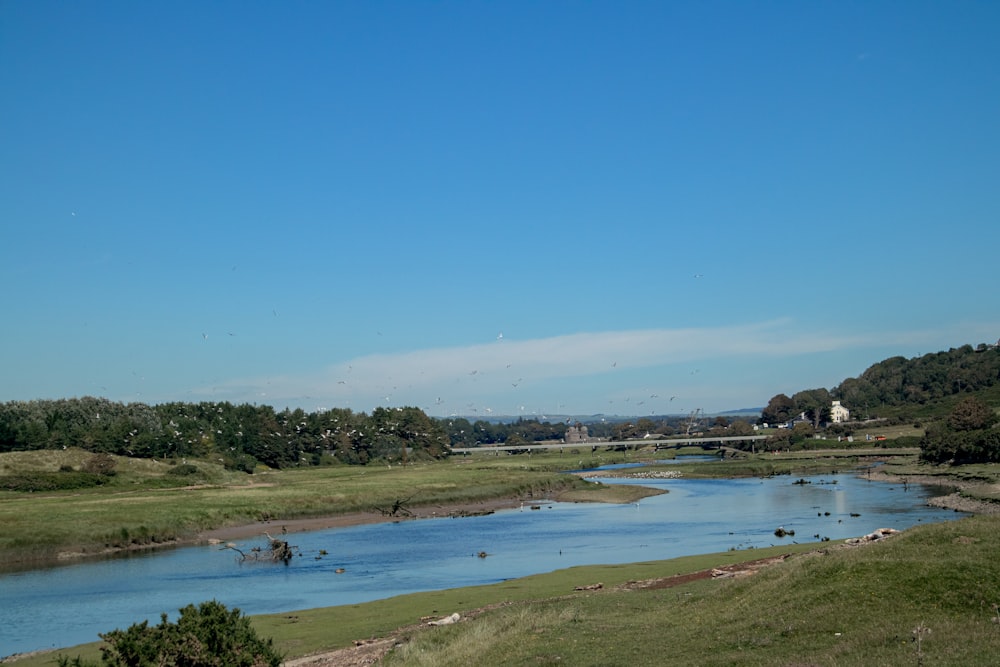 green trees near body of water under blue sky during daytime