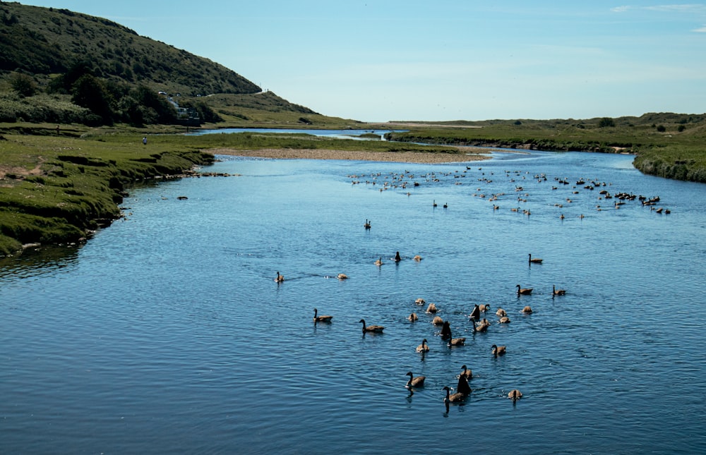 flock of swans on lake during daytime