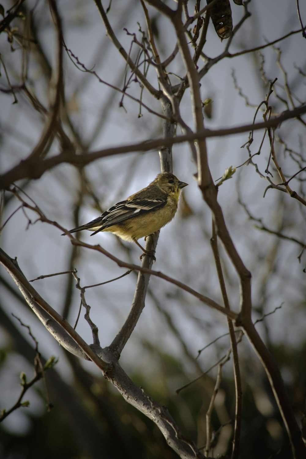 brown and black bird on brown tree branch during daytime