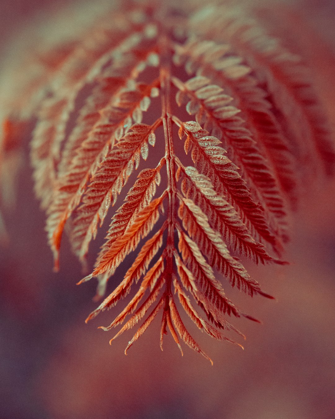 red and green leaf plant