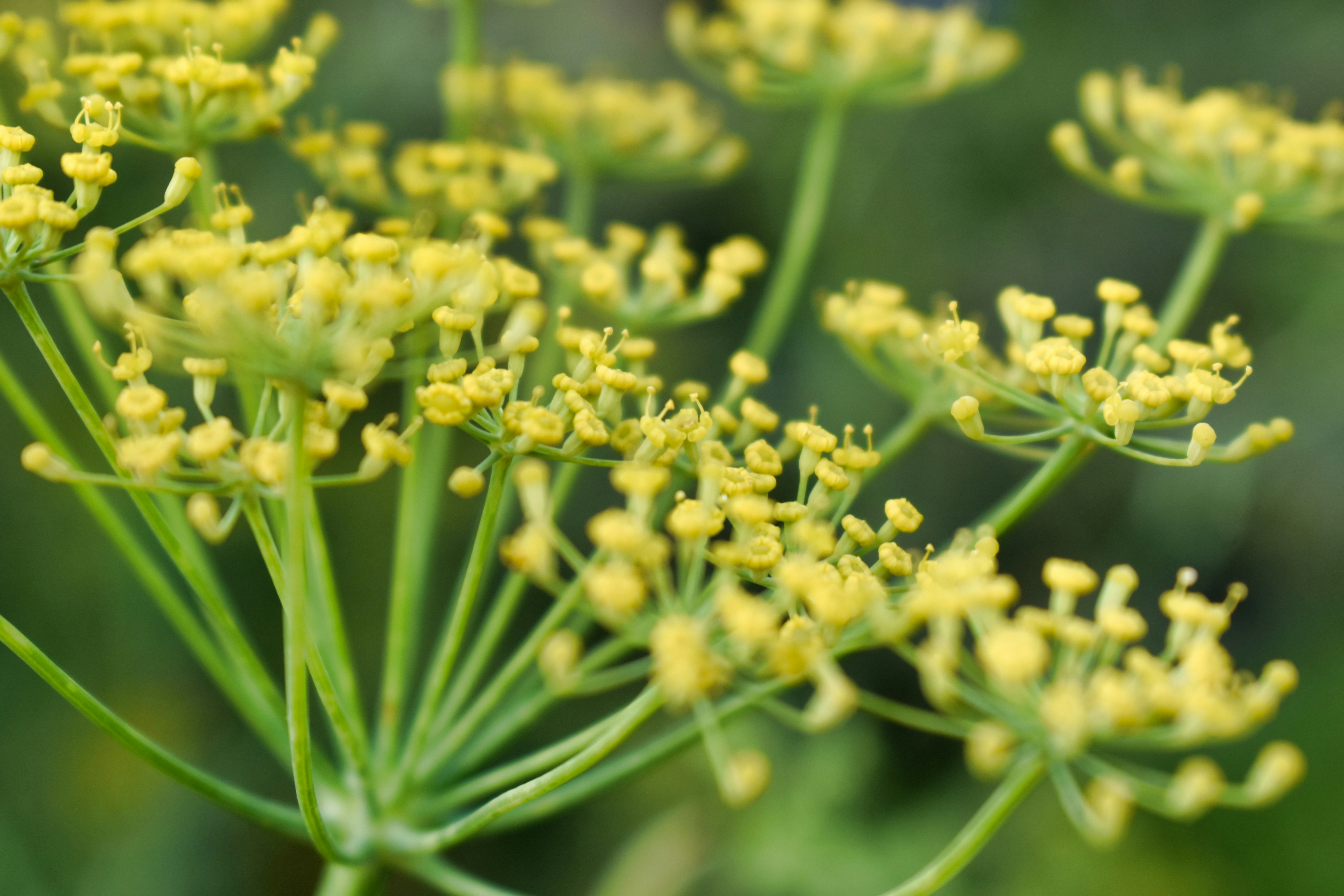 yellow flower buds in macro lens