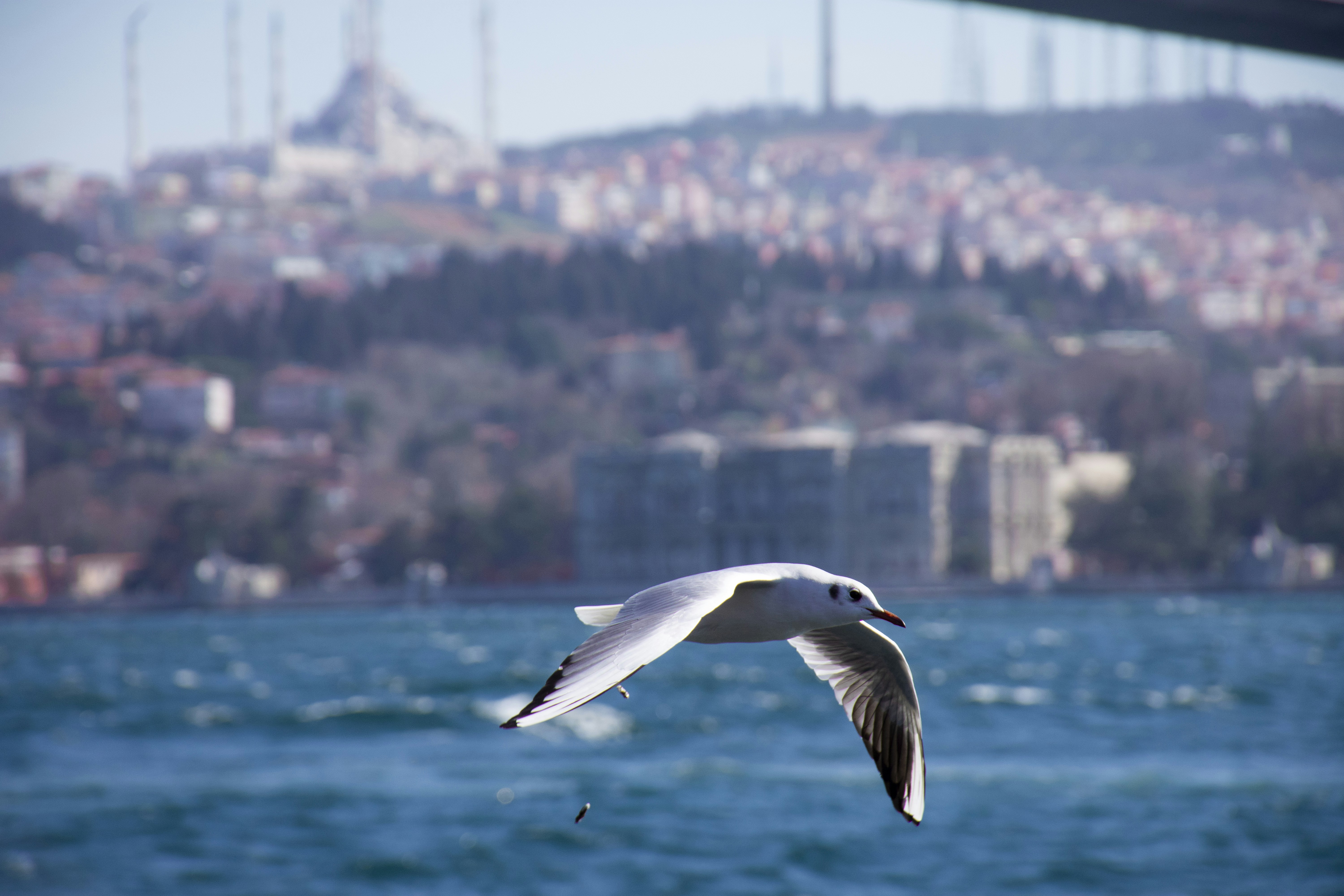 Photo by meysametemad