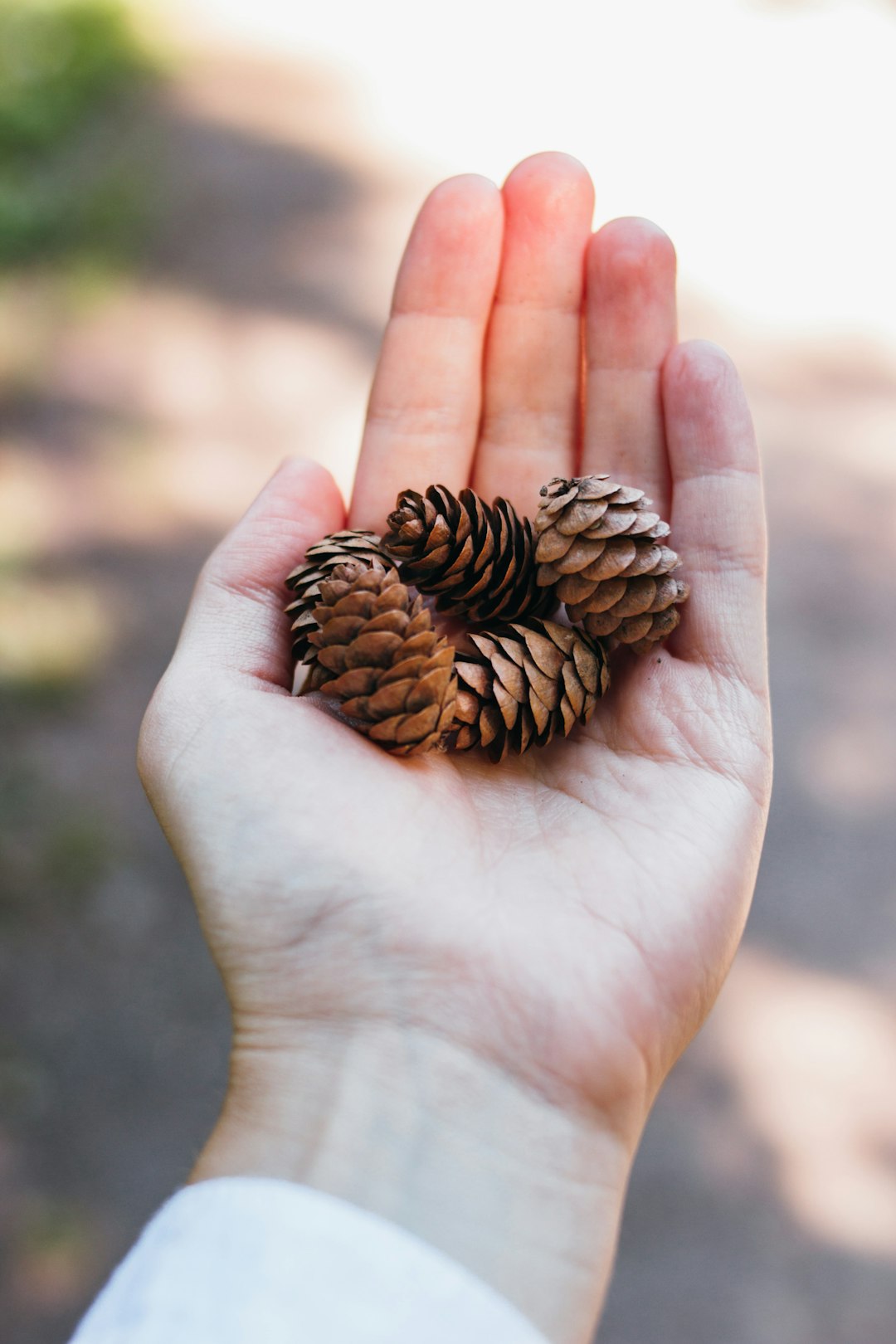 brown pine cone on persons hand
