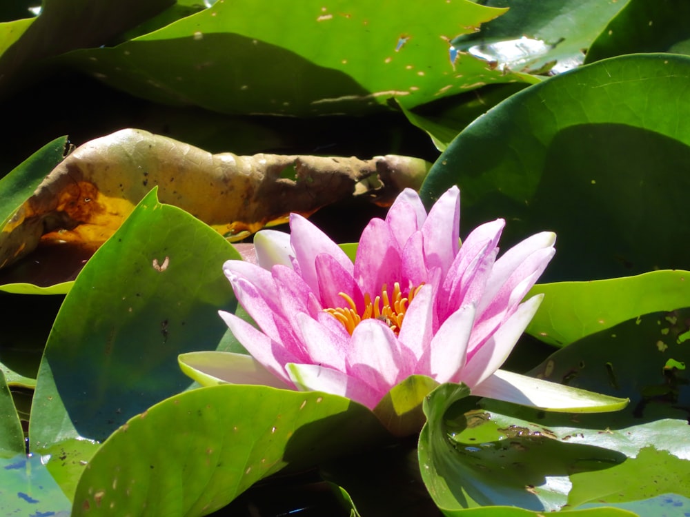 pink lotus flower on water