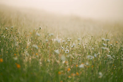 Peaceful meadow bathed in emerald-green light with subtle energy flows visible around wildflowers.