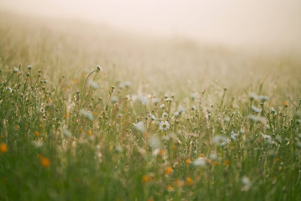 a field of grass with flowers in the foreground