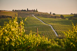 vineyard rows on tuscan hillside
