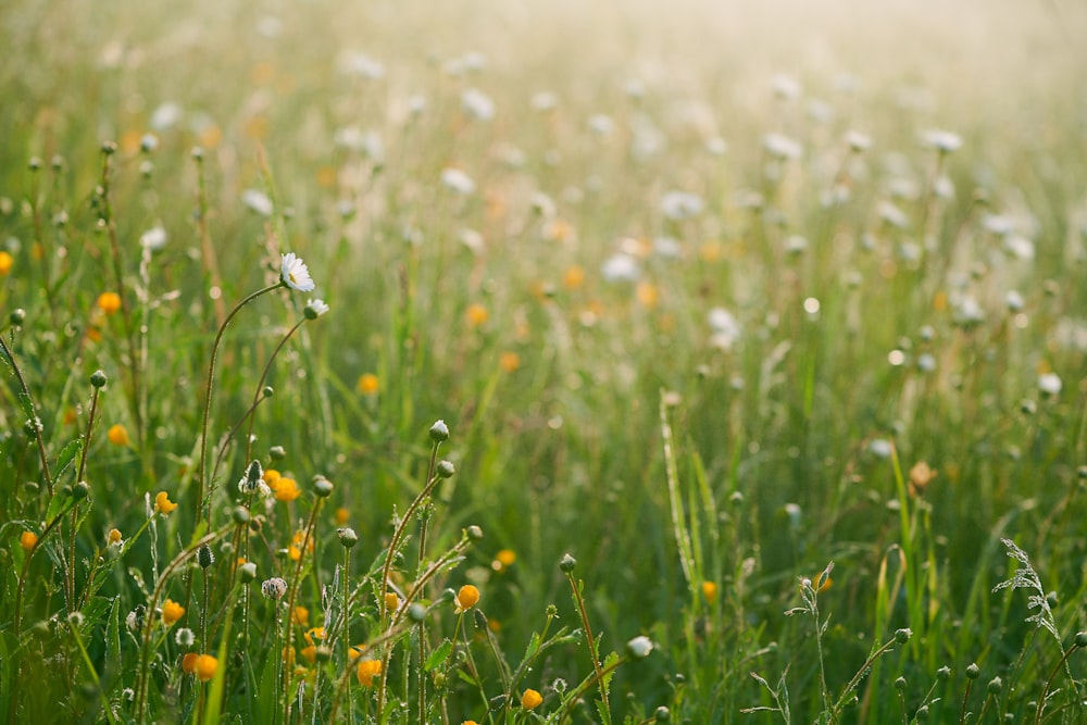 a field of green grass with yellow and white flowers