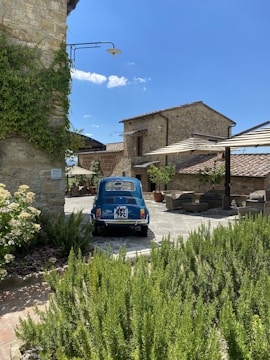 blue van parked beside green plants during daytime